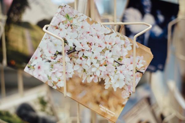 Cherry Blossom Postcard