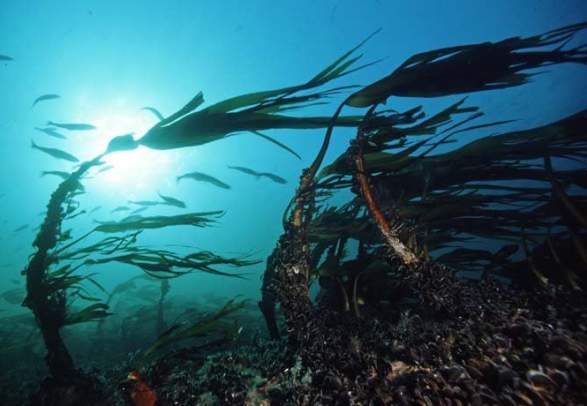 Saltstraumen Divers’ Camp