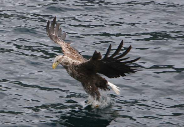 Lofoten Charterboat/Trollfjordcruise