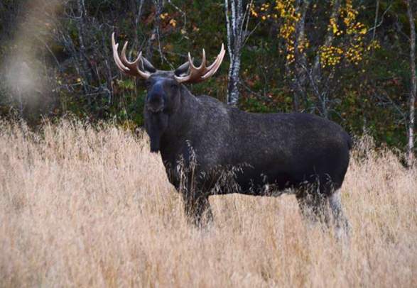 Moose Safari in Offersoy