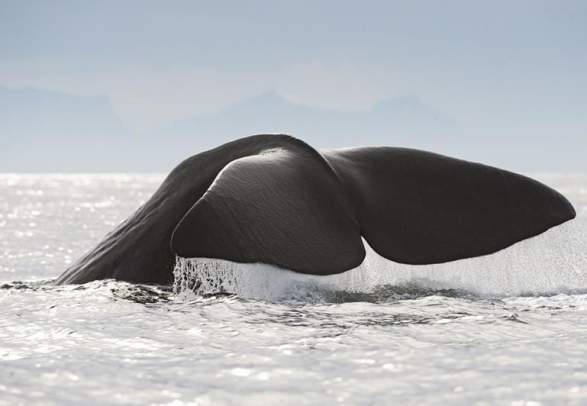 Whale safari with RIB - Sea Safari Andenes