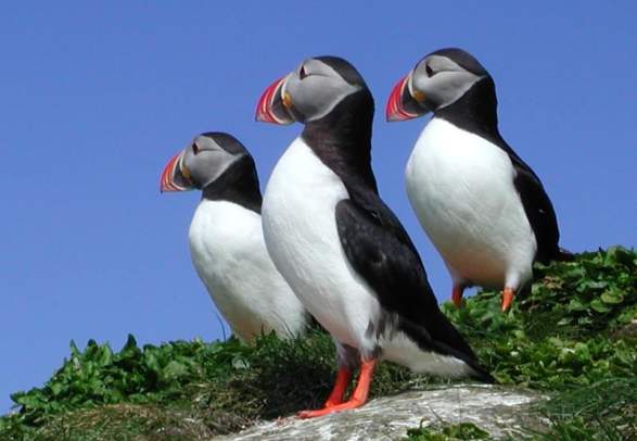 Birdwatching Hornøya