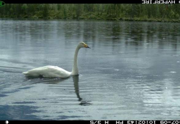 Nationalpark øvre pasvikdalen