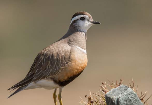 Bird watching with guide