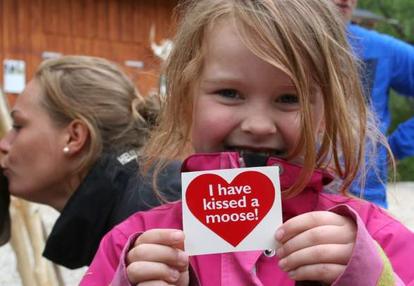 Svartisen Moose