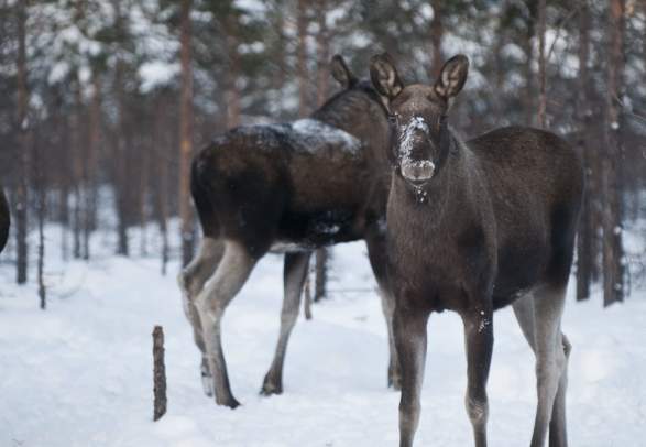 Moose safari with snowshoes - Artic Lyngen Sjøcamp