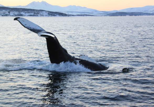 Polar whalesafari to Skjervøy from Tromsø