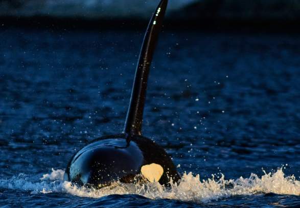 Scenic Whale Watching from our luxury Yacht Arctic Queen