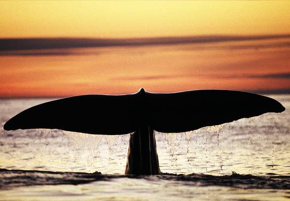 Whale safari from Andenes - Summer (big boat)