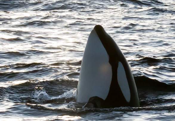 Whale safari from Andenes - Winter (big boat)