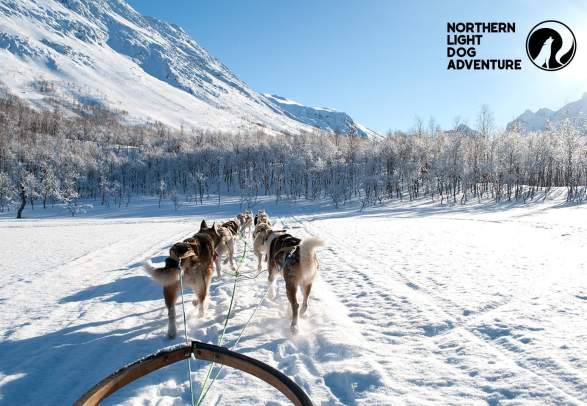 Be a musher for a day - Northern Light Dog Adventure