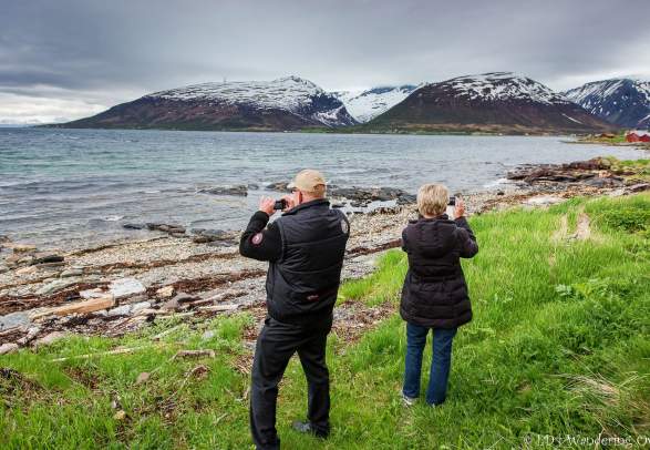 Arctic nature in a nutshell - Wandering Owl
