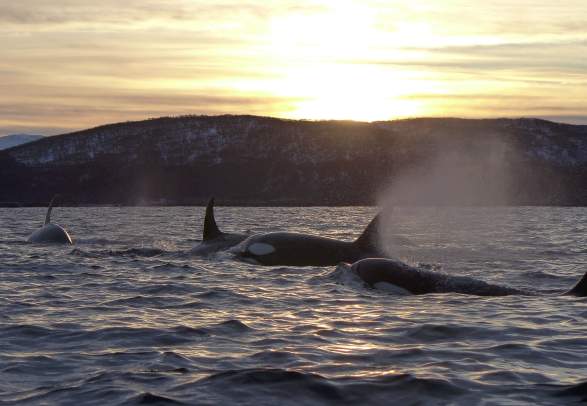 Whale safari in Skjervøy and Reisafjorden included accommodation at Reisafjord Hotel