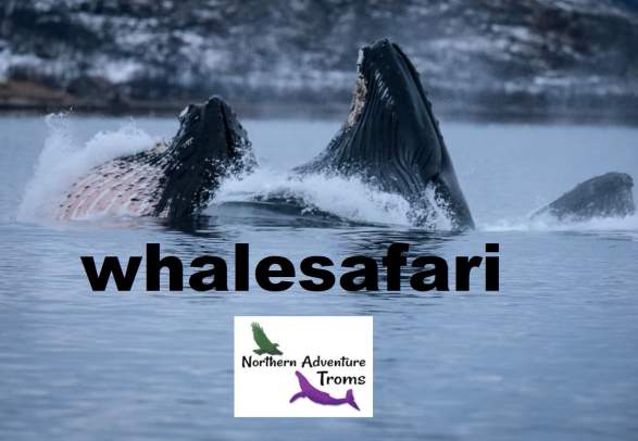 Whale Watching Rib-tour to Skjervøy in a small group