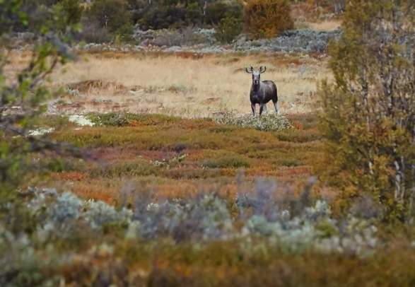 Moose safari on E-bike at Dovrefjell