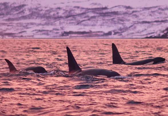 Whale watching in magical Skjervøy