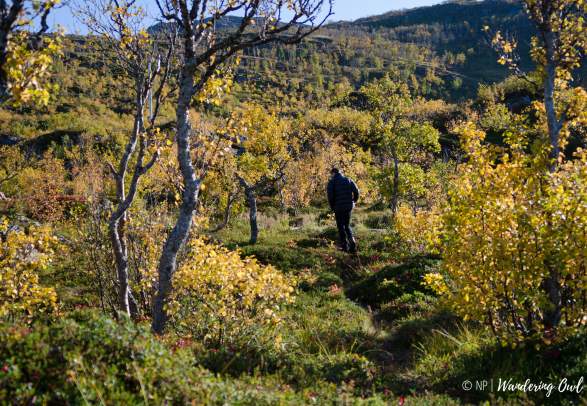 Take a Walk on the Wild Side – a hike on Kvaløya – Autumn