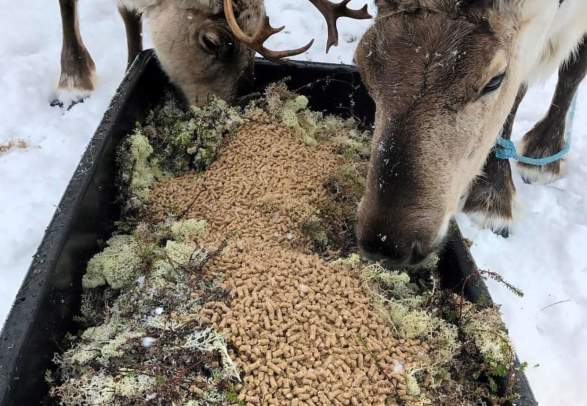 Day time reindeer experience with Njalasouka Adventures