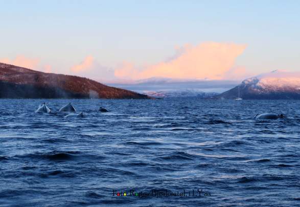 Autumn Whale and Arctic Panorama Lights