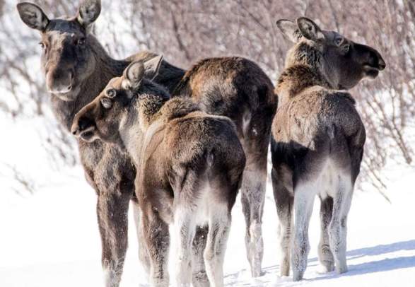 Wild moose safari - Destination Snowman