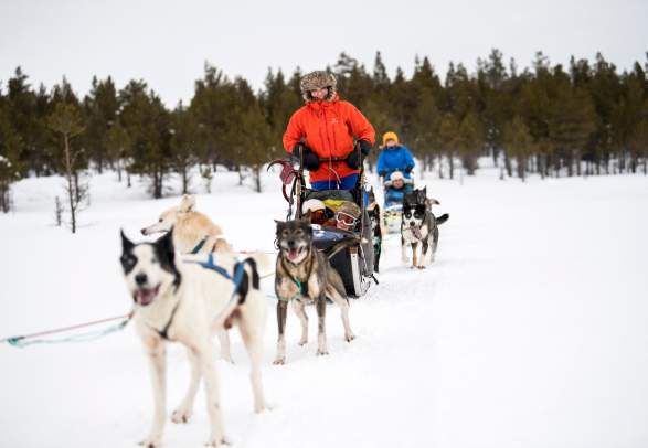 Dog Sledding Tours in Sjodalen-Jotunheimen