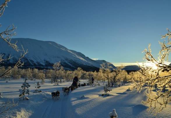 Dog sledding in arctic nature - Active North