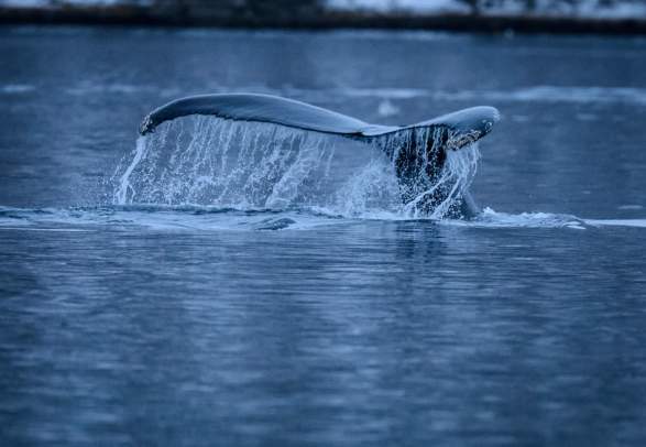 Whalesafari RIB tour from Skjervøy - Self transfer