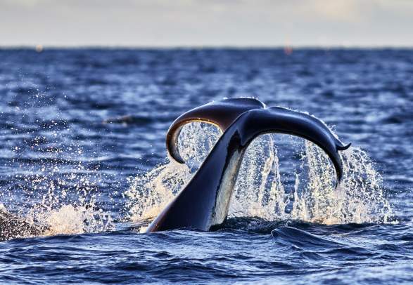 Orca and whale watching by cabin cruiser