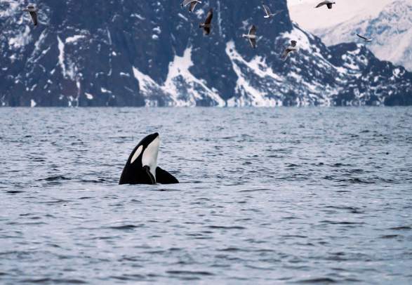 " 1 Silent Whale Watching "