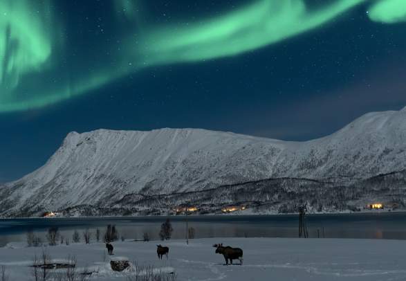 Moose Safari under the northern lights