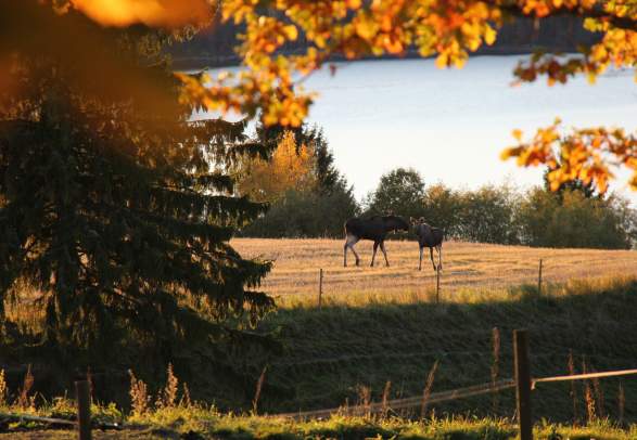 Moose safari in Trøgstad