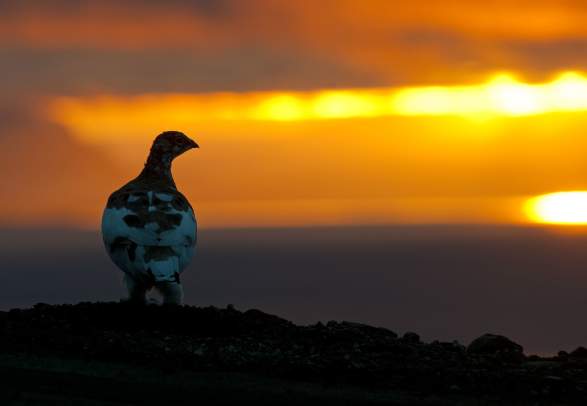 Forollhogna National Park