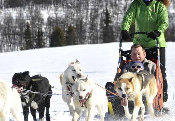 Sledehondrijden in Natuurpark Langedrag