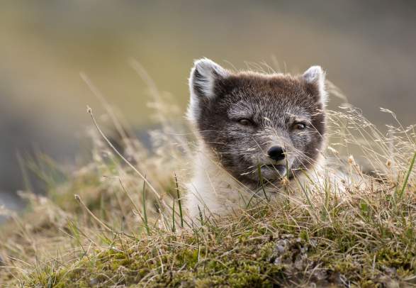 Fuglefjella: Hike through Bjørndalen to the birds cliffs - Svalbard Wildlife Expeditions