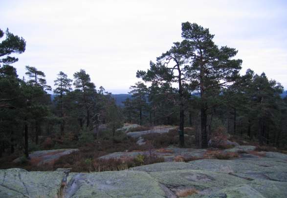 Hørsfjell - Bamble highest mountain