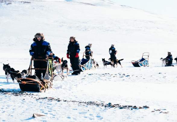 Arctic Dog Sledding - Svalbard Husky
