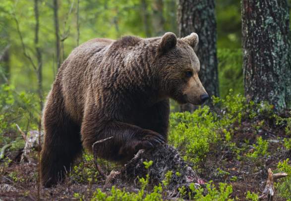 Lierne National Park Visitor Centre