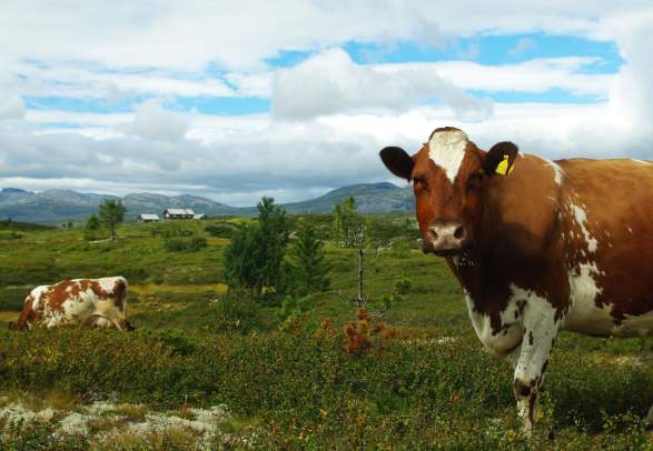 Gaurhovd - Gravarstølane Ål in Hallingdal