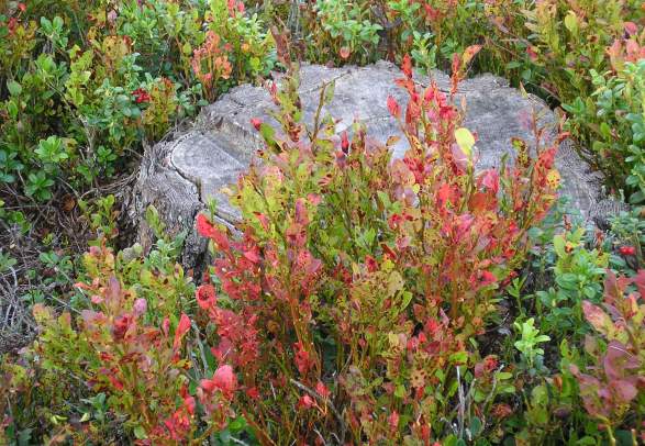 Hovdefjell hiking tour