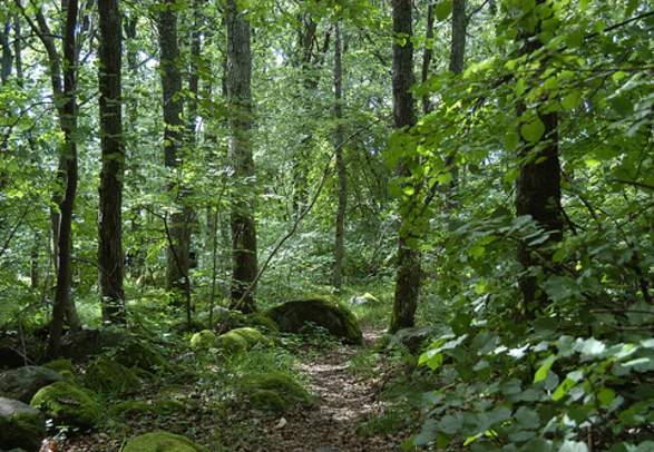 Skiftenes Nature Reserve