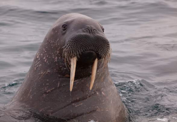 Walrus and the glacier front - Hurtigruten Svalbard