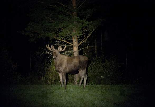Moose Safari from Hovden