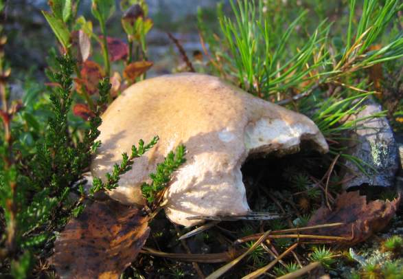Sjømannsheia hiking trail