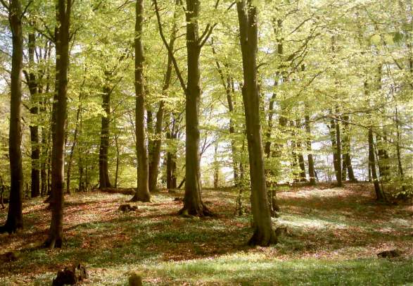 Søm Forest Conservation Area