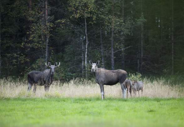 Elksafari in Marnardal - Adventure Norway