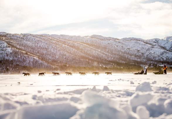 Geilo Dogsledding