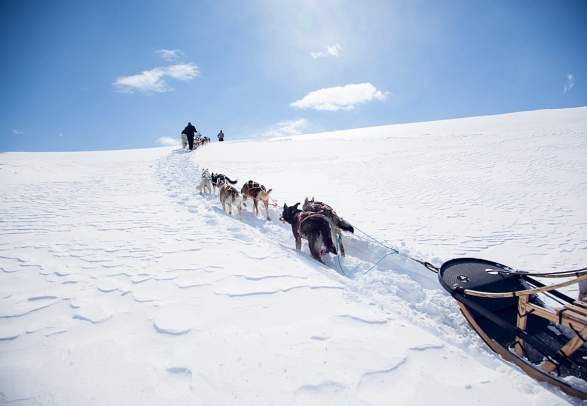 Beito Husky Tours - Dog sledding