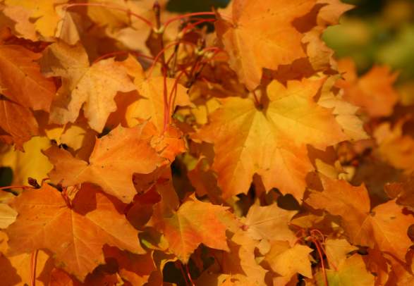Sæveli Nature Reserve, Vik