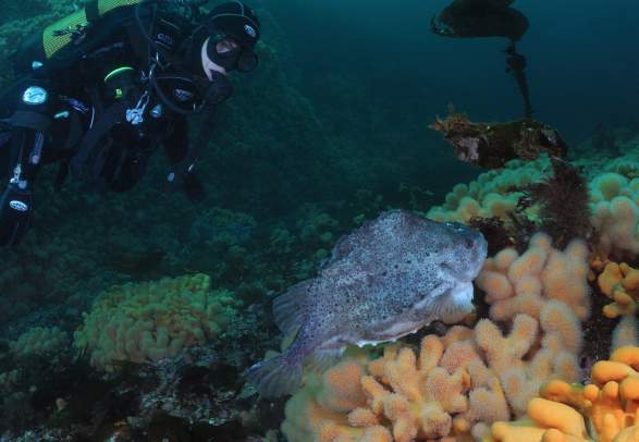 Daglige dykketurer fra Atlanterhavsveien