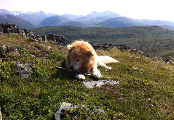 Syltnebba i Surnadal (667 moh)